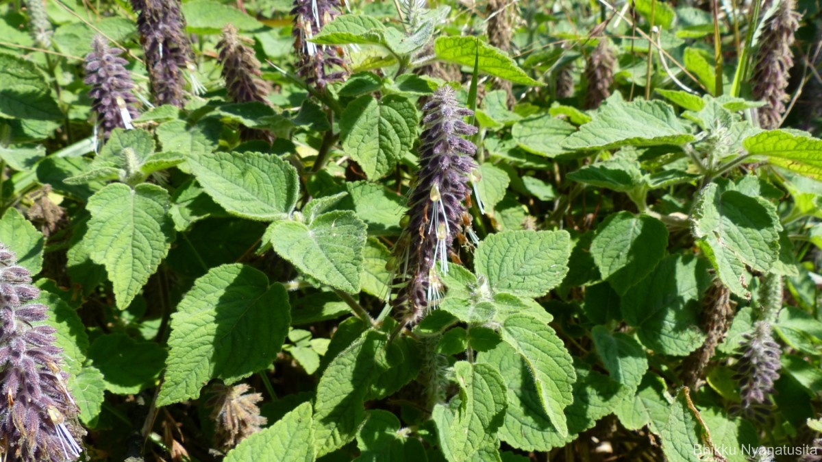 Pogostemon reflexus Benth.